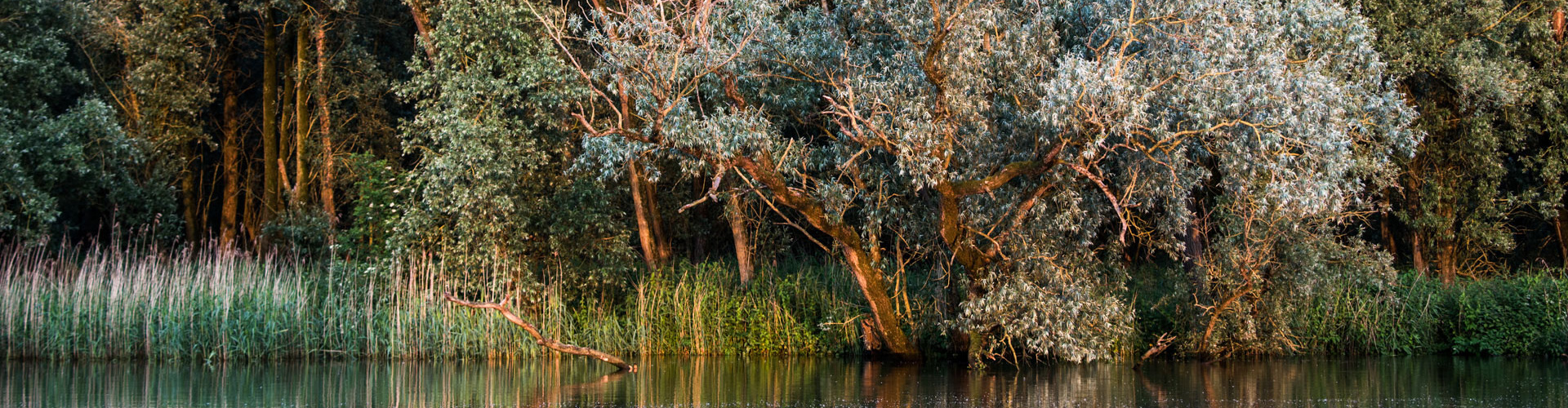 Kom tot rust en geniet van de Biesbosch | Bootverhuur Drimmelen